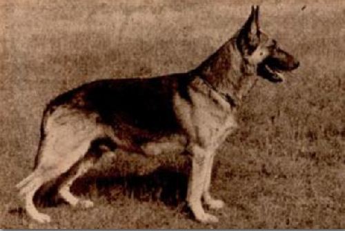 German Shepherd
