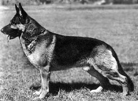 German Shepherd