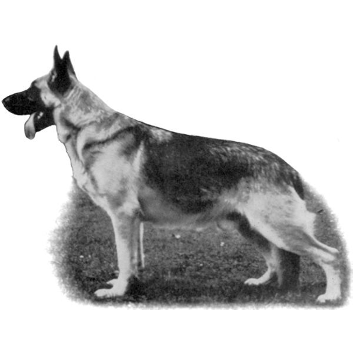 German Shepherd