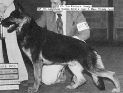 German Shepherd