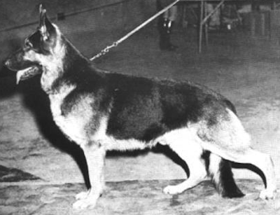 German Shepherd