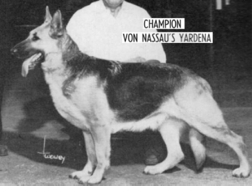 German Shepherd