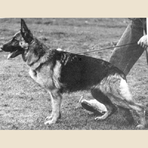 German Shepherd
