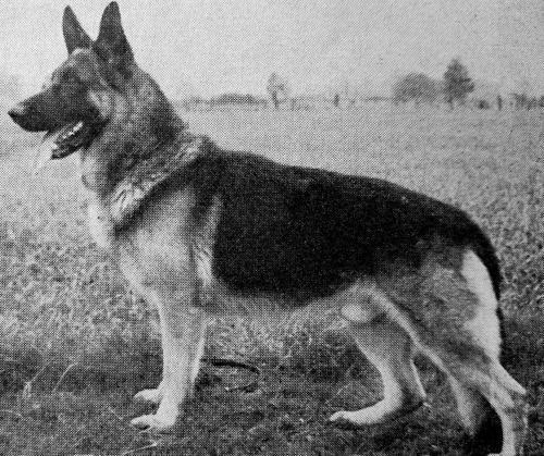 German Shepherd