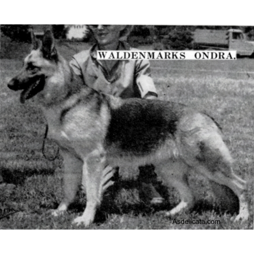 German Shepherd