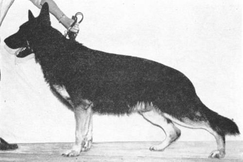 German Shepherd