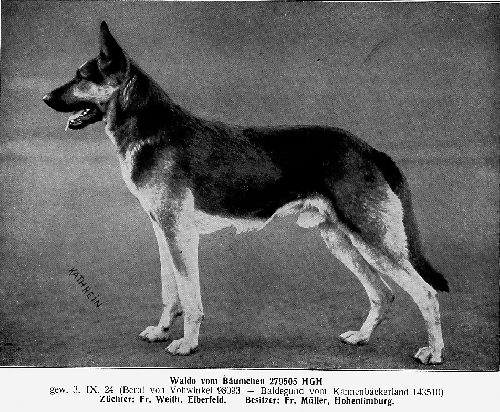 German Shepherd