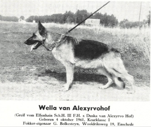 German Shepherd