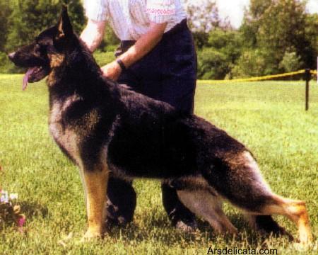 German Shepherd