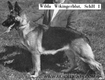 German Shepherd