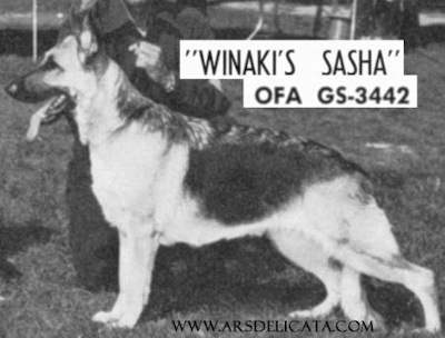 German Shepherd