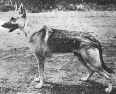 German Shepherd