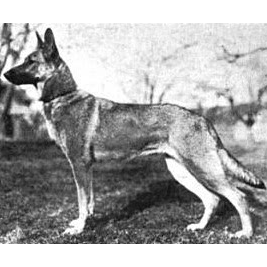 German Shepherd