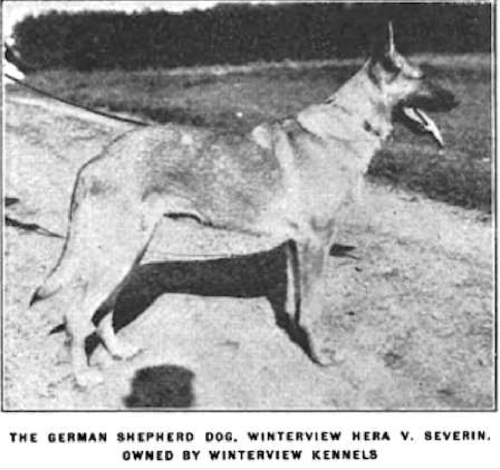 German Shepherd