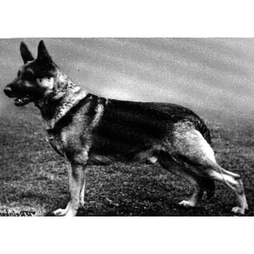 German Shepherd