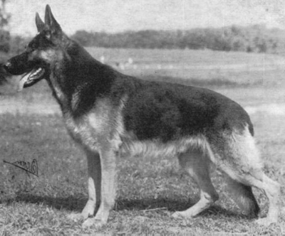German Shepherd