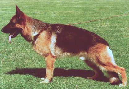 German Shepherd