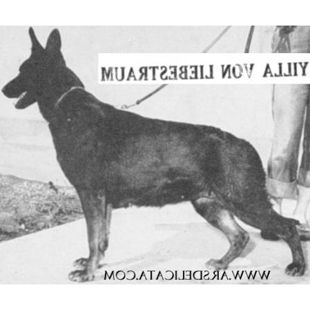 German Shepherd
