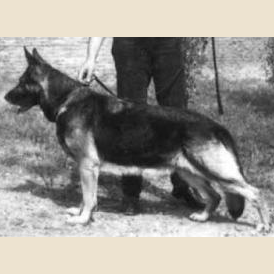 German Shepherd