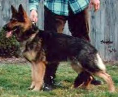 German Shepherd