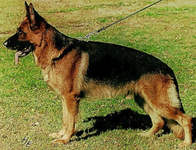 German Shepherd
