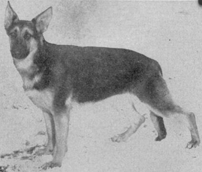 German Shepherd