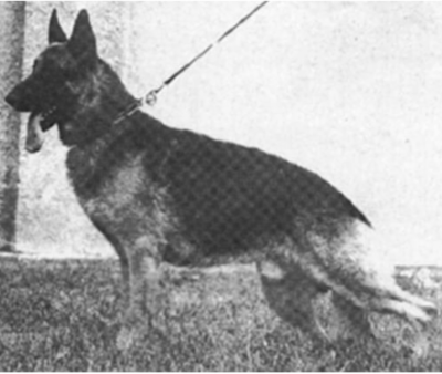 German Shepherd