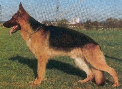 German Shepherd
