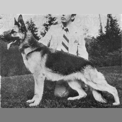 German Shepherd