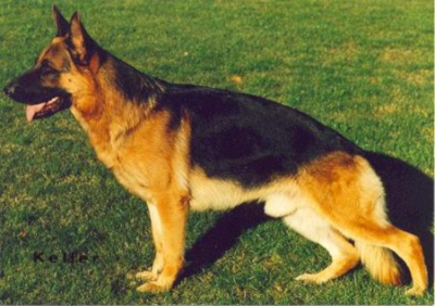 German Shepherd