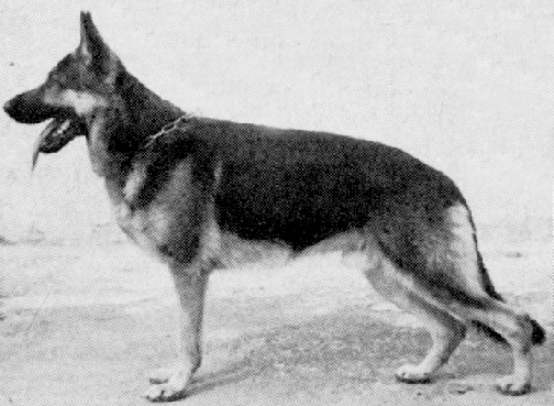 German Shepherd