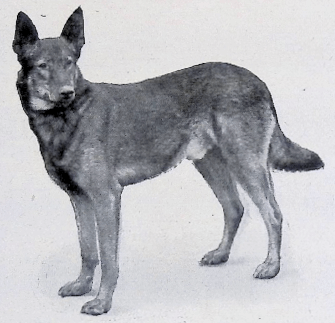 German Shepherd
