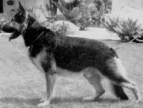 German Shepherd