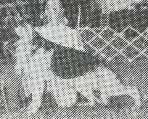 German Shepherd