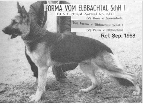 German Shepherd