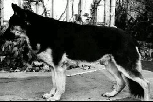 German Shepherd