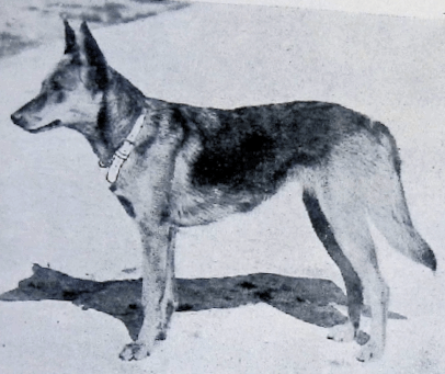 German Shepherd
