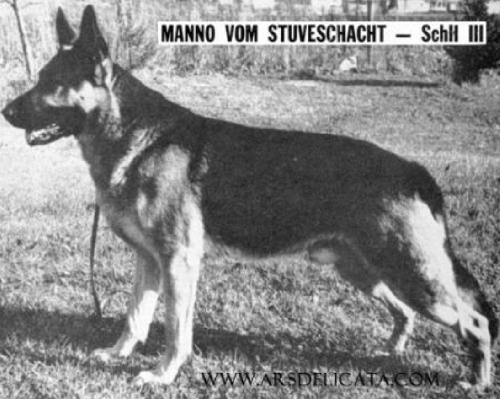 German Shepherd