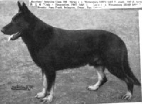 German Shepherd