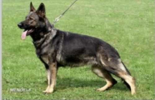 German Shepherd