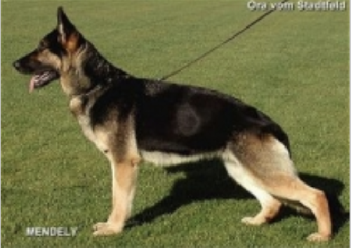 German Shepherd