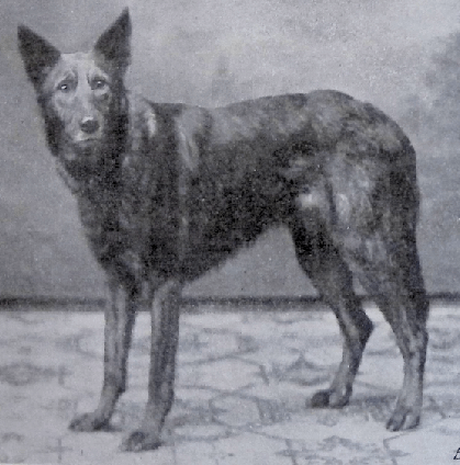 German Shepherd