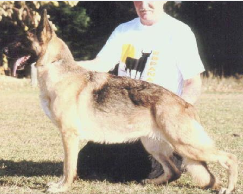 German Shepherd