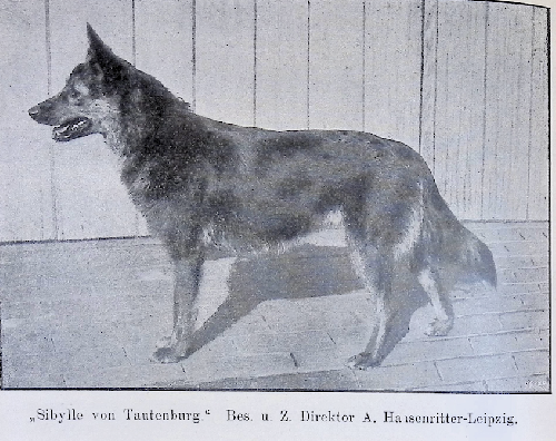 German Shepherd