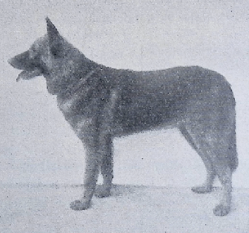 German Shepherd