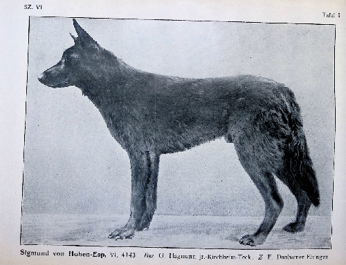 German Shepherd