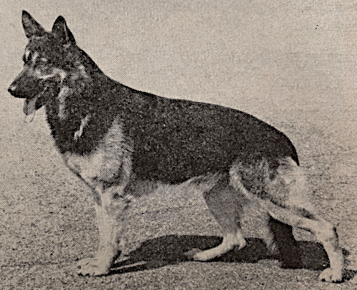 German Shepherd