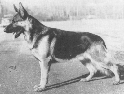 German Shepherd