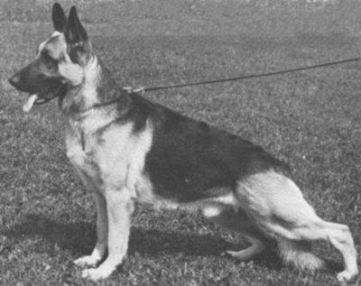 German Shepherd