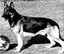 German Shepherd